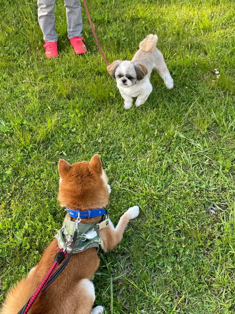 距離を詰める柴犬のりゅうのすけのお友達
