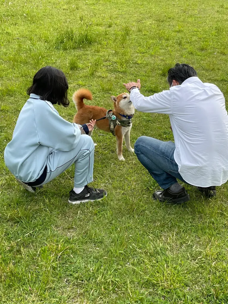 柴犬のりゅうのすけに待てを教えている姿