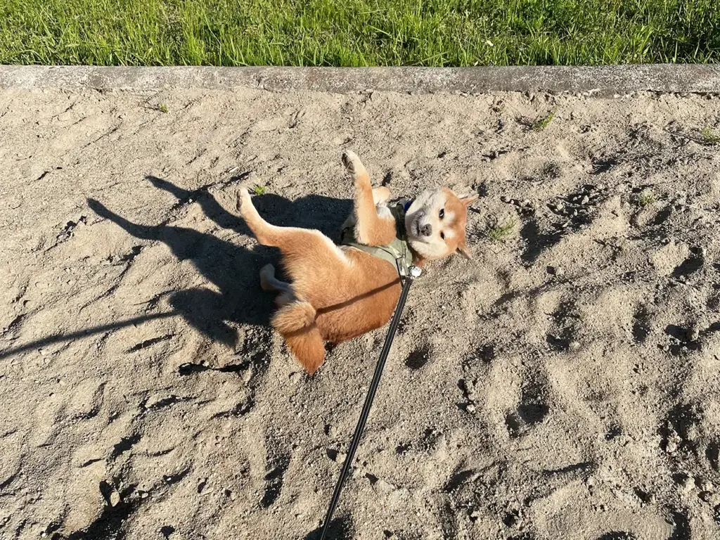 砂場でごろごろ転がる柴犬のりゅうのすけ
