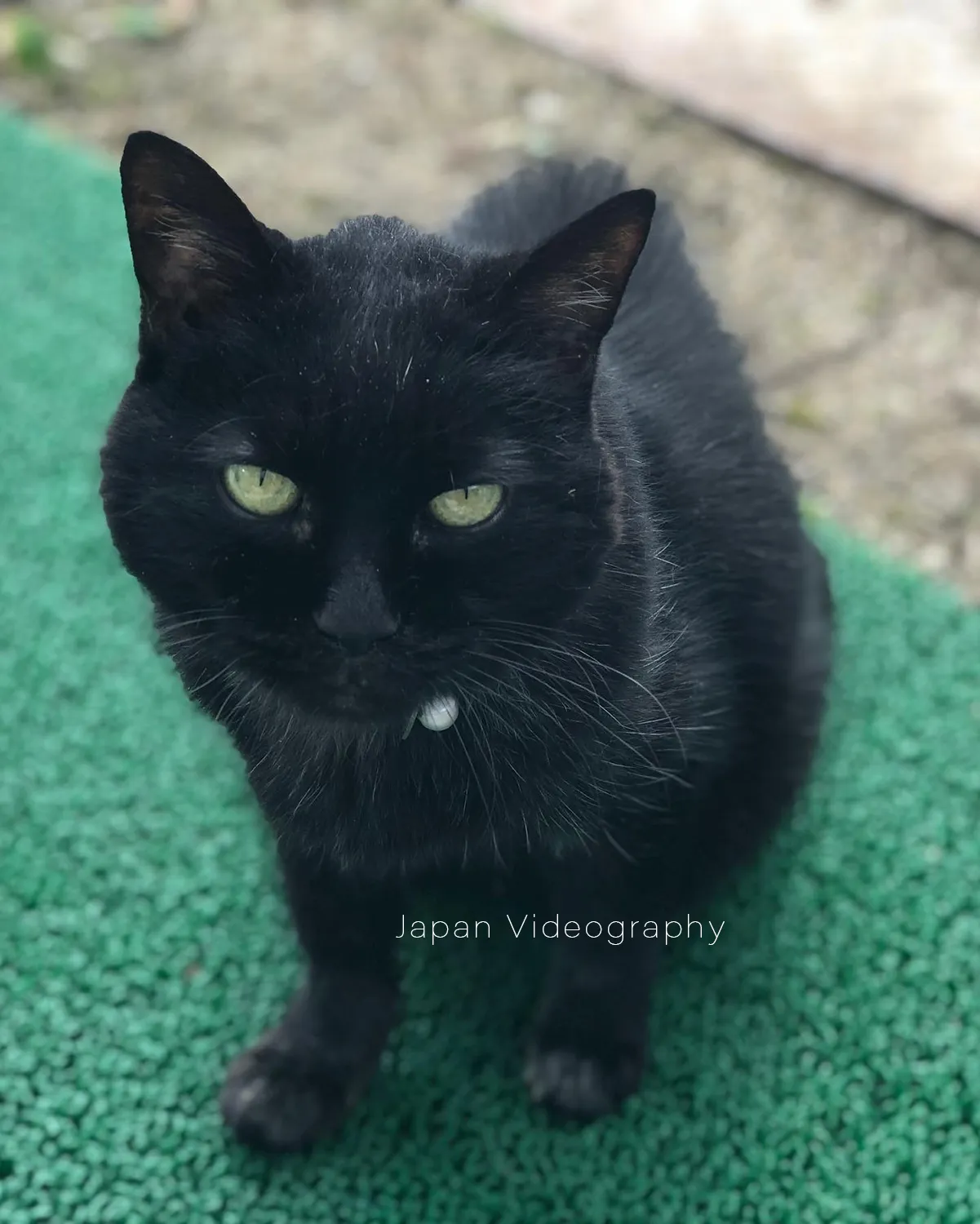 初代の黒猫めんめ