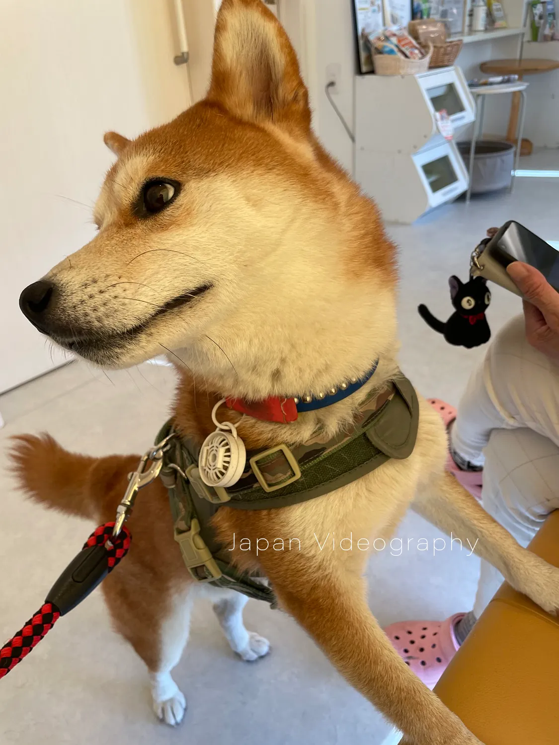 くさか動物病院で診察街の柴犬りゅうのすけ