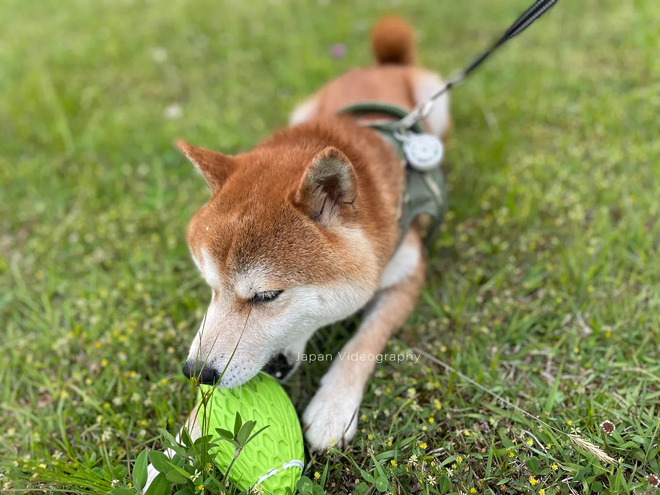 柴犬のりゅうのすけが公園でボール遊びをしています。