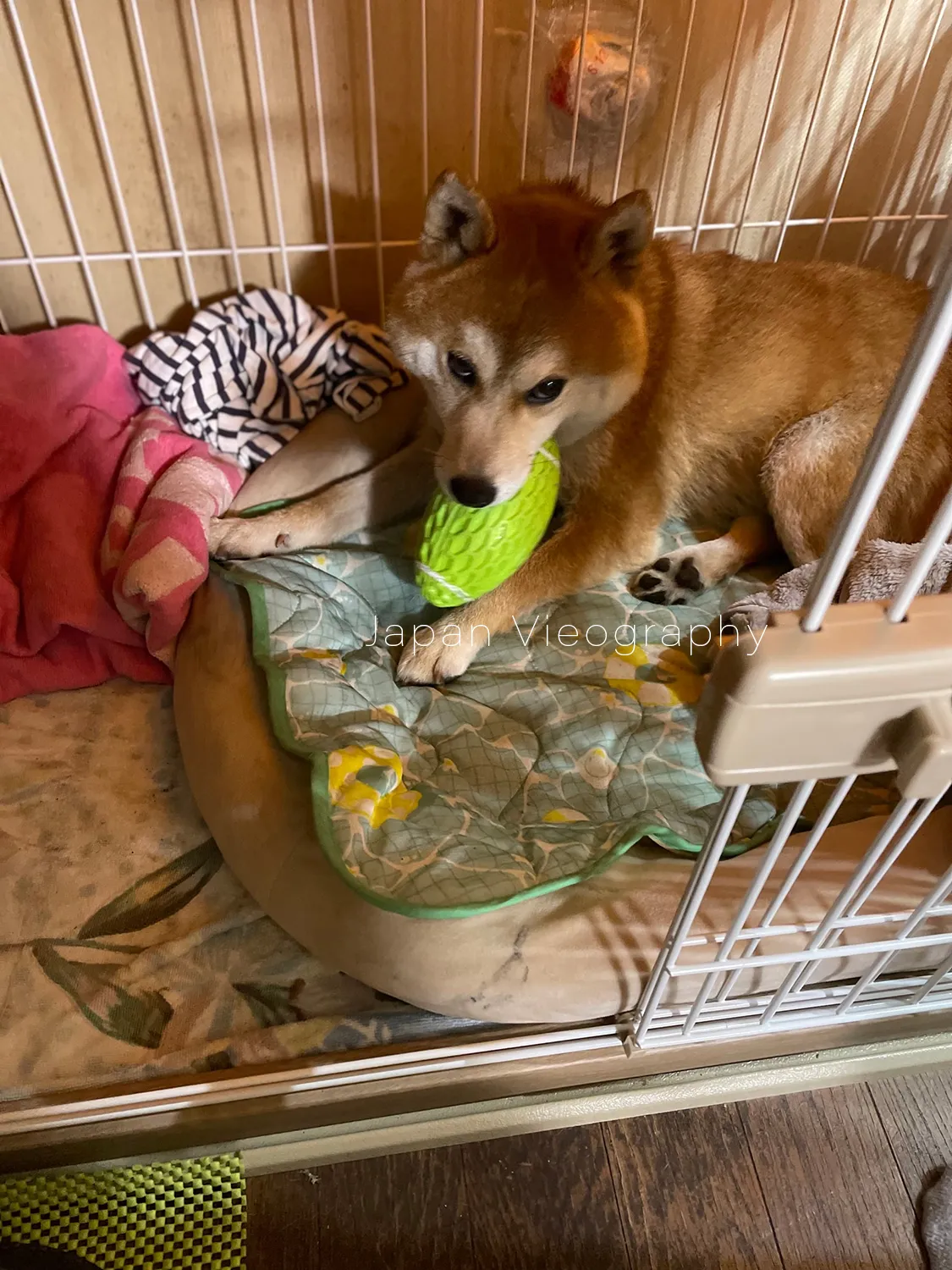 音が鳴るペット用おもちゃのラグビーボール