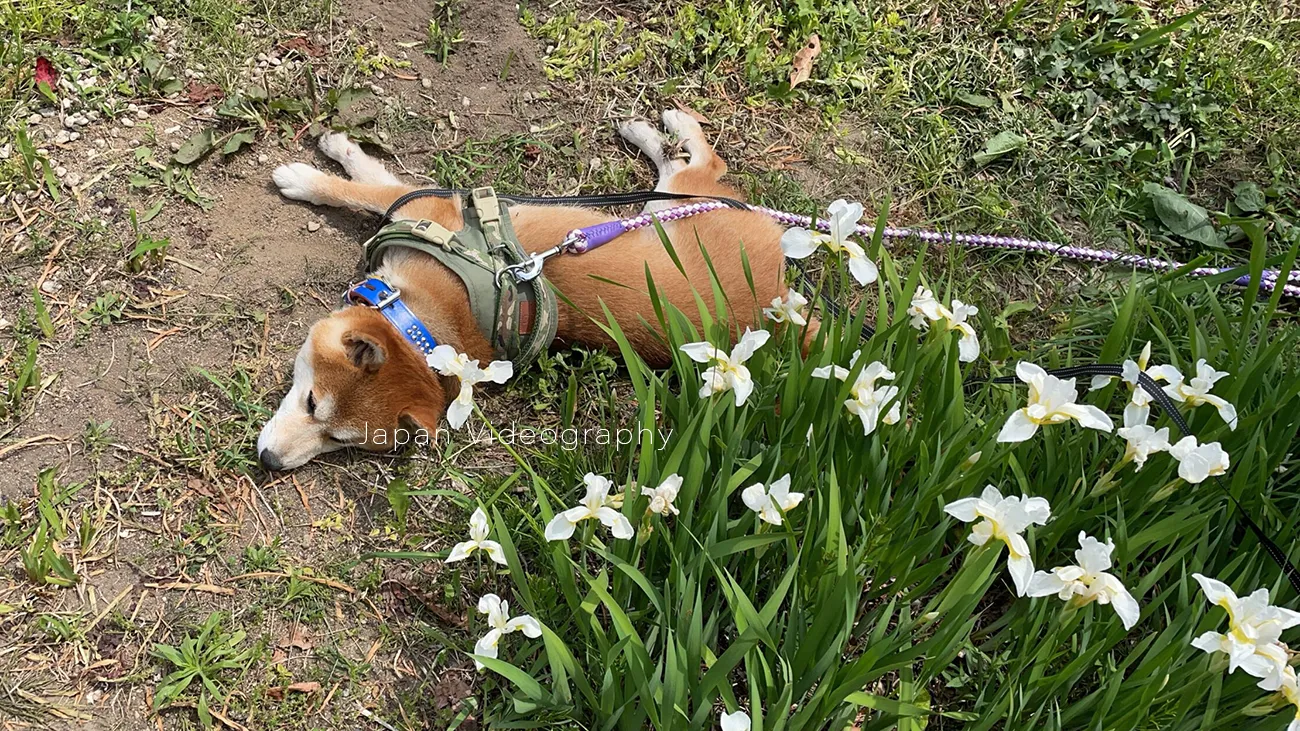 番犬になれなさそうな柴犬のりゅうのすけ