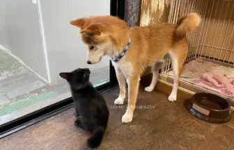 柴犬りゅうのすけと黒猫のめんめ