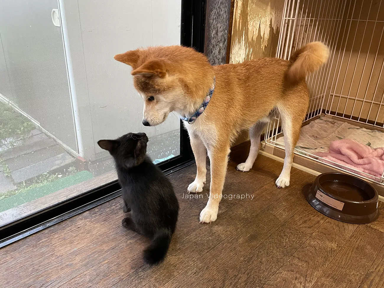 柴犬りゅうのすけと黒猫のめんめ