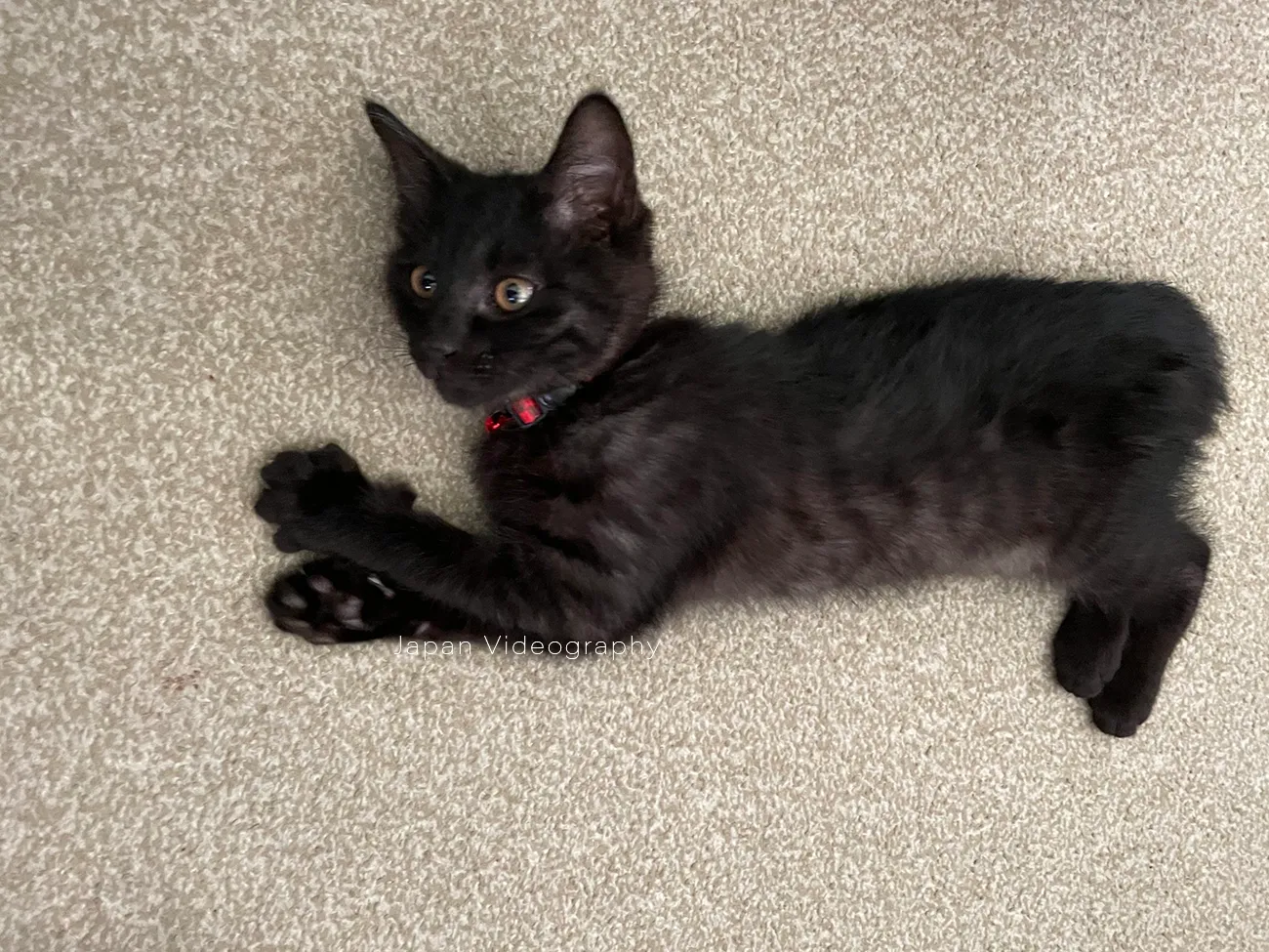 絨毯で寝転がっている黒猫のめんめ