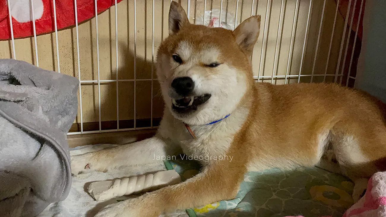 ペティオ (Petio) 犬用おもちゃ かんでるCORN をほねっこと間違える柴犬