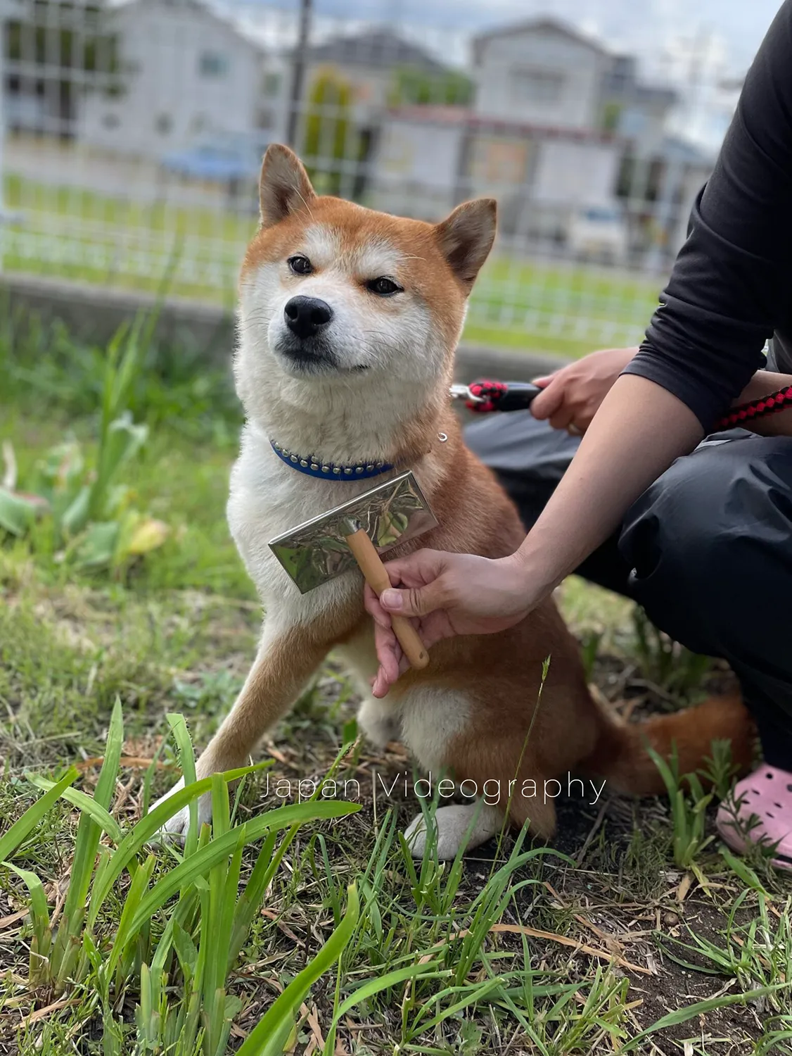 ブラッシングされている柴犬のりゅうのすけ