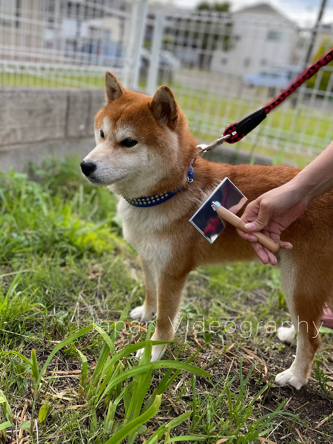 ブラッシングをして毛が抜けている柴犬のりゅうのすけ