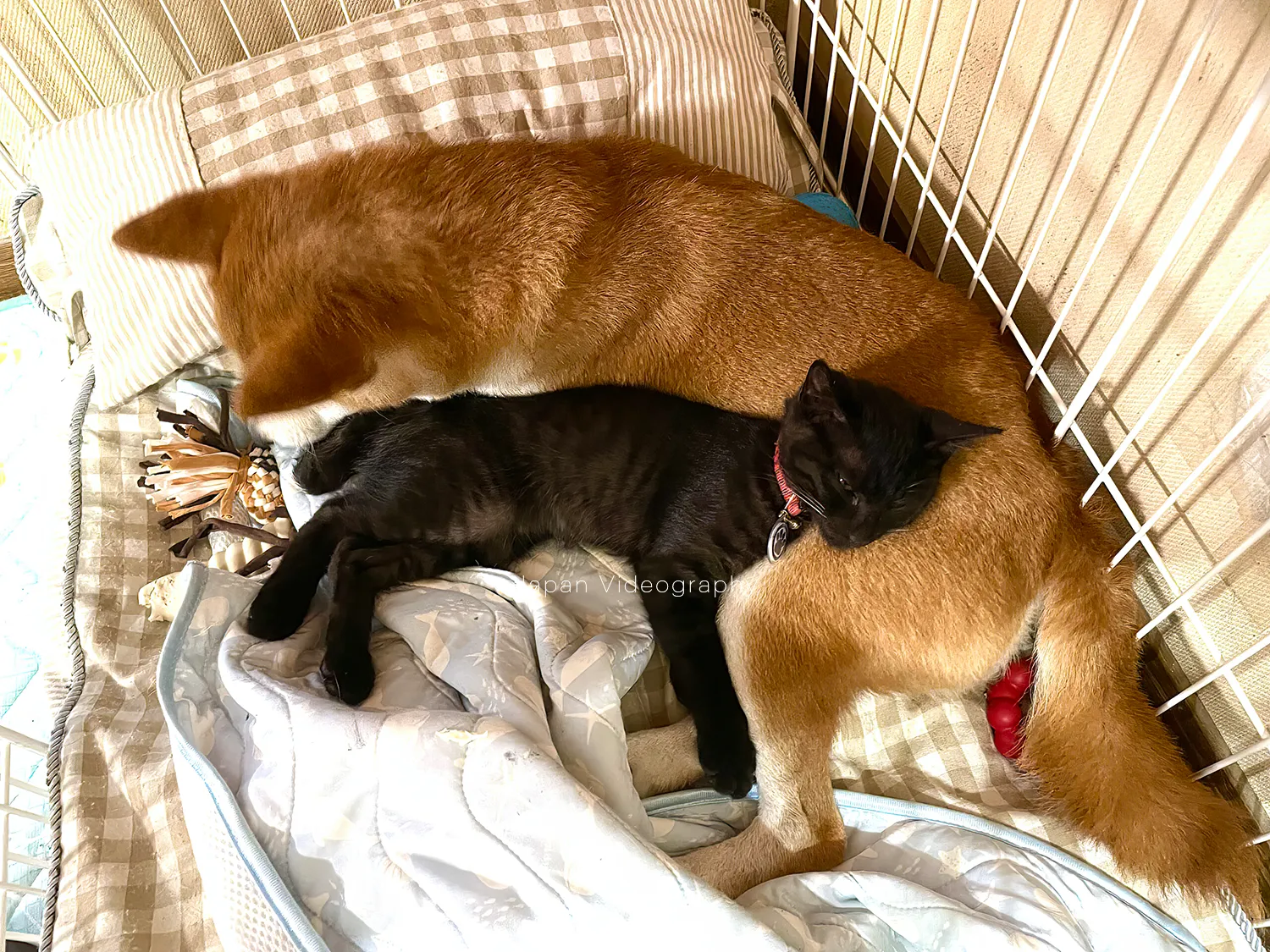 一緒に寝ている柴犬のりゅうのすけと黒猫のめんめ