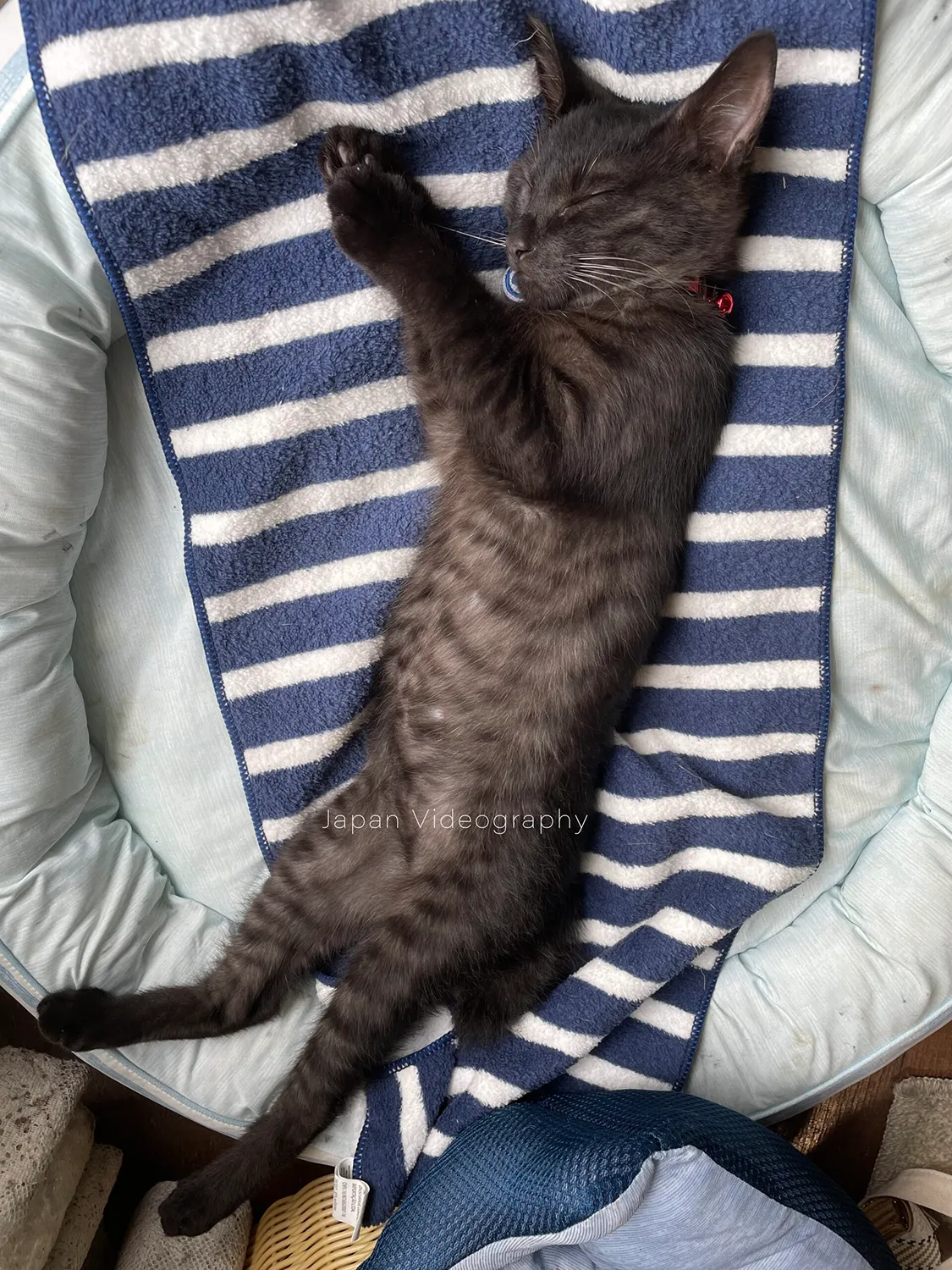 へそ天で寝る黒猫のめんめ