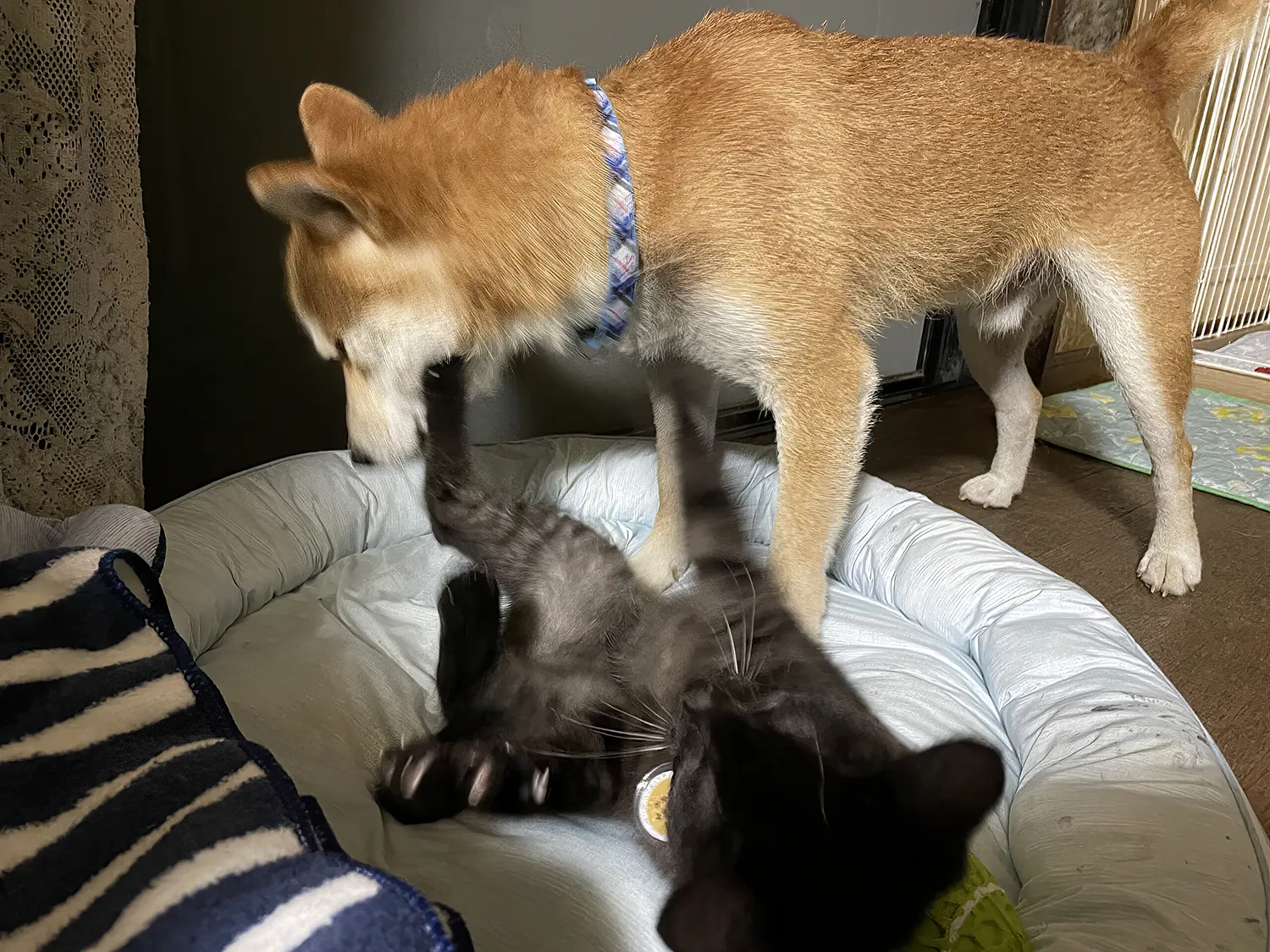 黒猫めんめに顔を蹴られる柴犬のりゅうのすけ