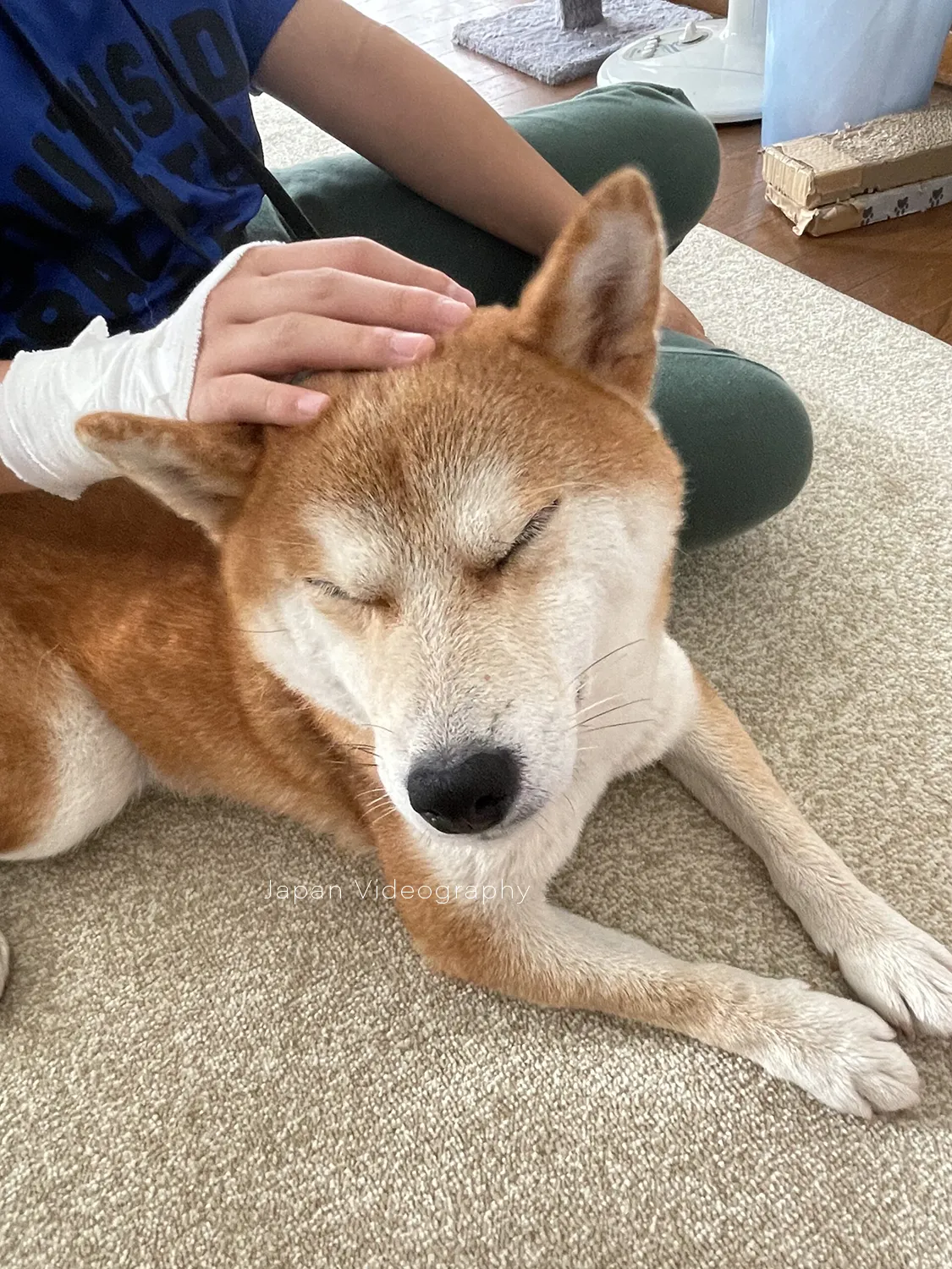 下痢で体調不良の柴犬リュウノスケ