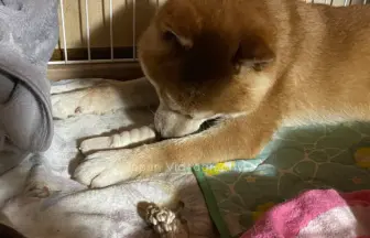 ペティオ (Petio) 犬用おもちゃ かんでるCORN ツイスト ミルク風味