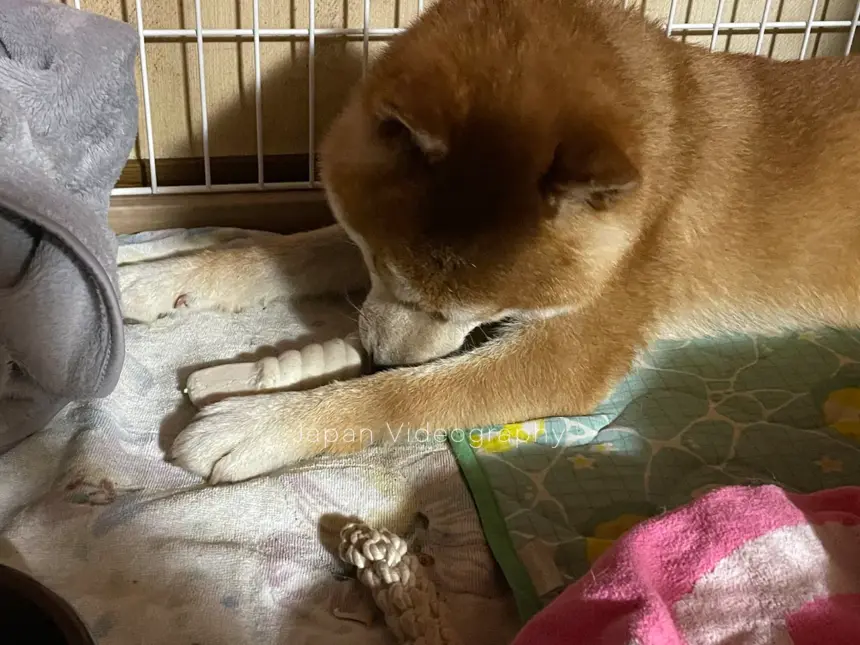 ペティオ (Petio) 犬用おもちゃ かんでるCORN ツイスト ミルク風味