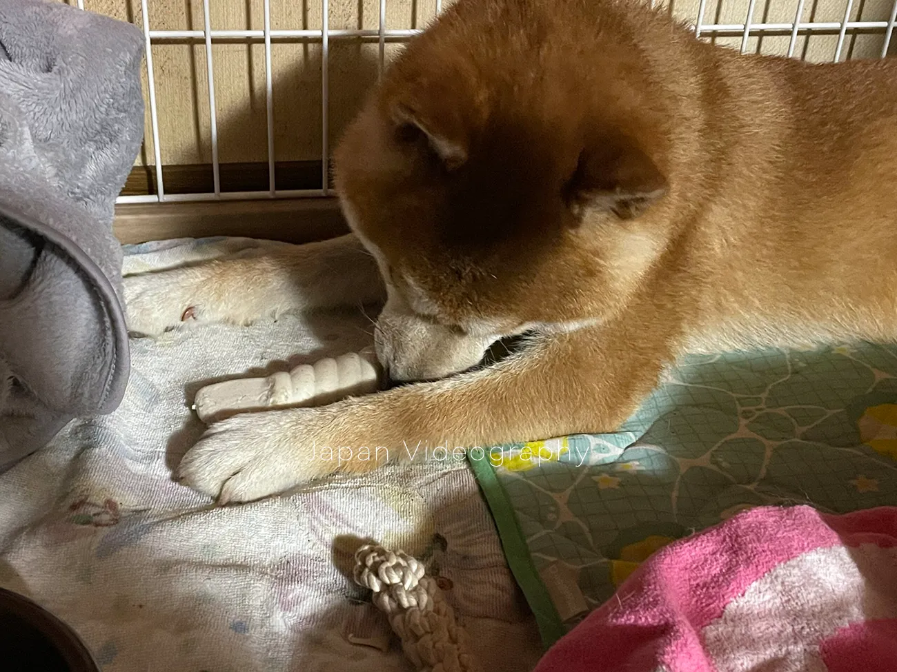 ペティオ (Petio) 犬用おもちゃ かんでるCORN ツイスト ミルク風味