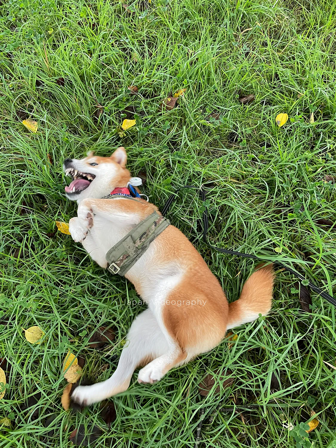 下痢が収まって元気になった柴犬りゅうのすけ
