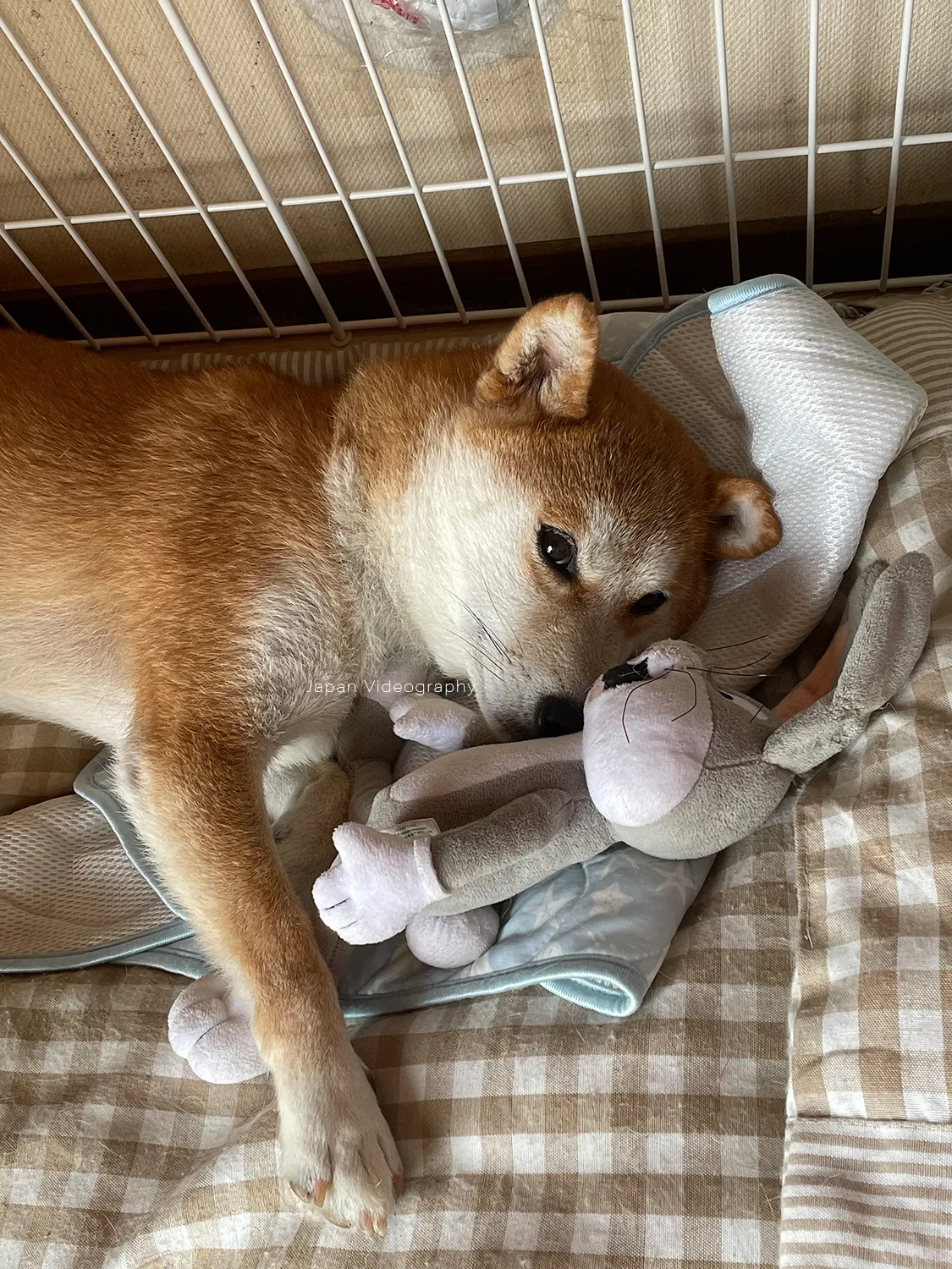 体調が悪そうな柴犬のりゅうのすけ
