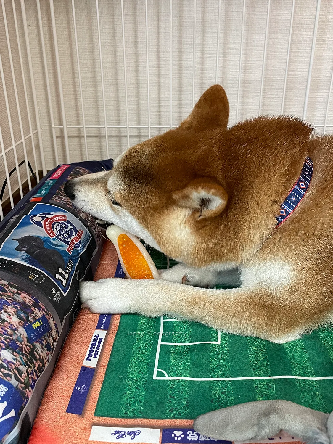 就寝前の柴犬りゅうのすけ