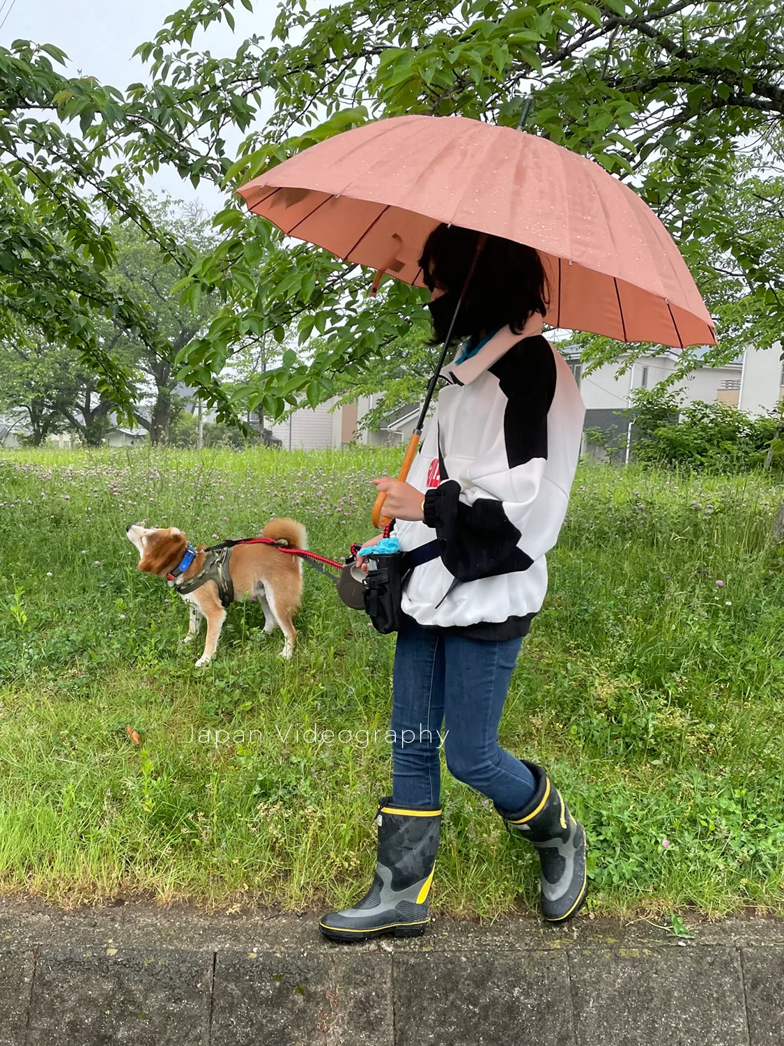 雨の中散歩をしている柴犬のりゅうのすけ