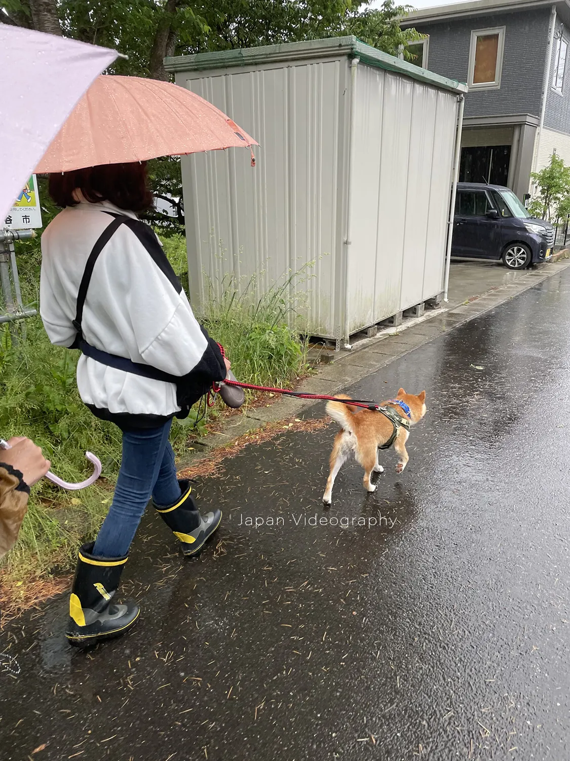 いつもの散歩道を歩くのが大好きな柴犬りゅうのすけ
