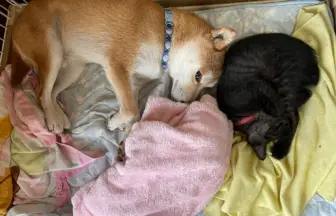 一緒に寝ている柴犬のりゅうのすけと黒猫のめんめ