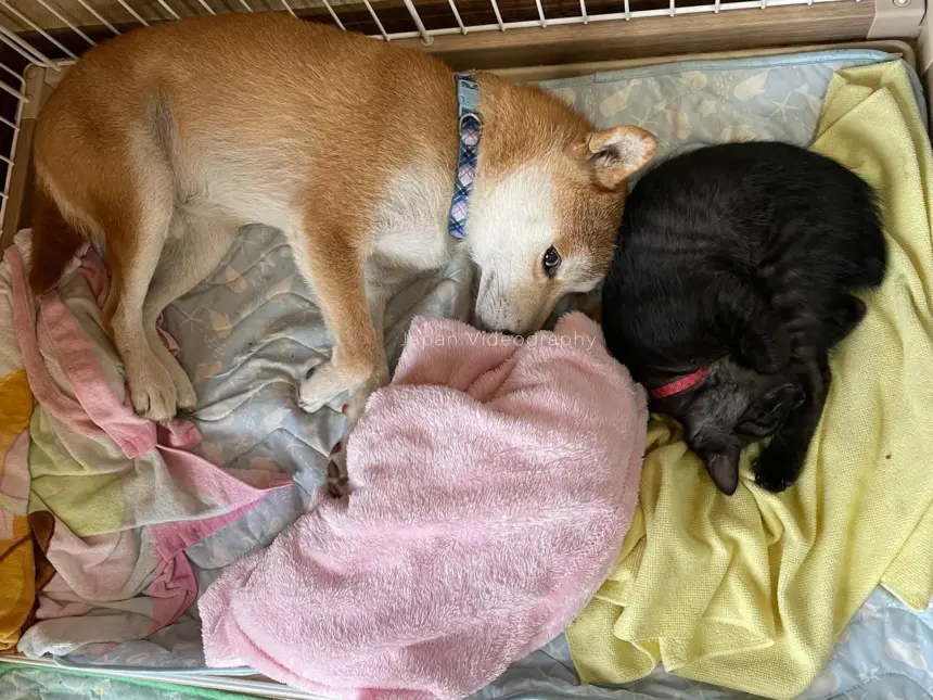 一緒に寝ている柴犬のりゅうのすけと黒猫のめんめ