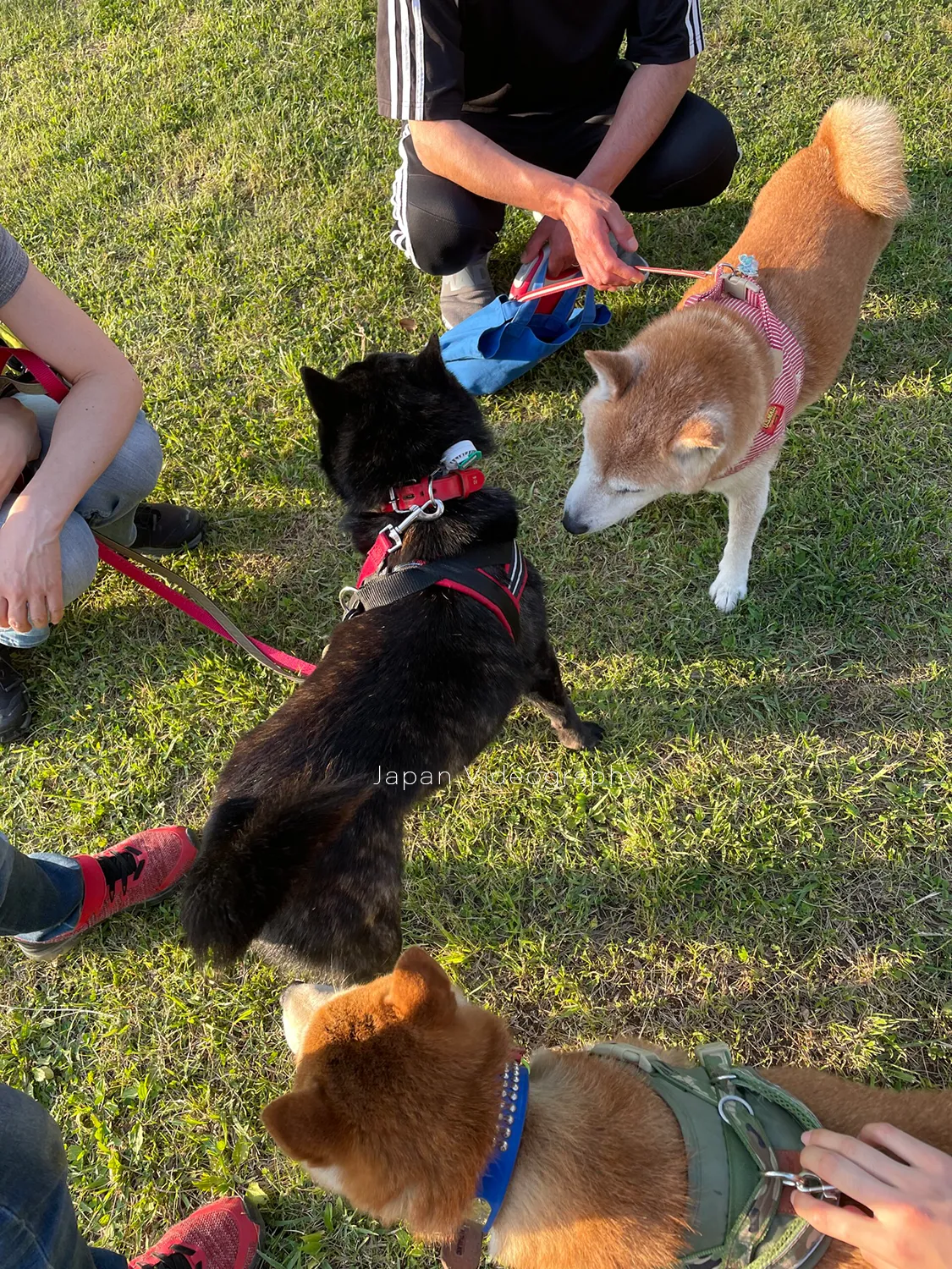 沢山の犬のお友達が出来た柴犬のりゅうのすけ