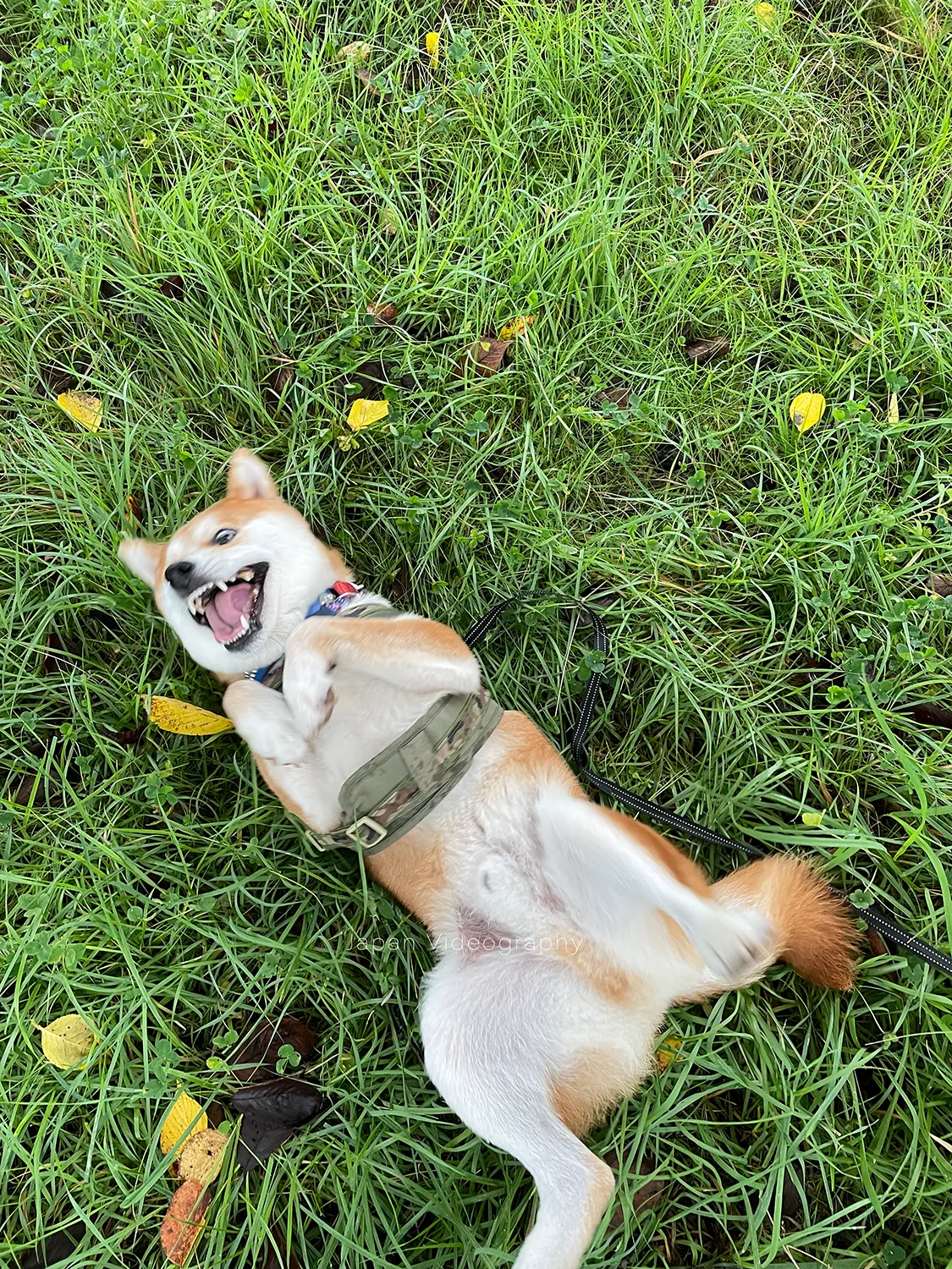 漫☆画太郎が描いたような柴犬のりゅうのすけ