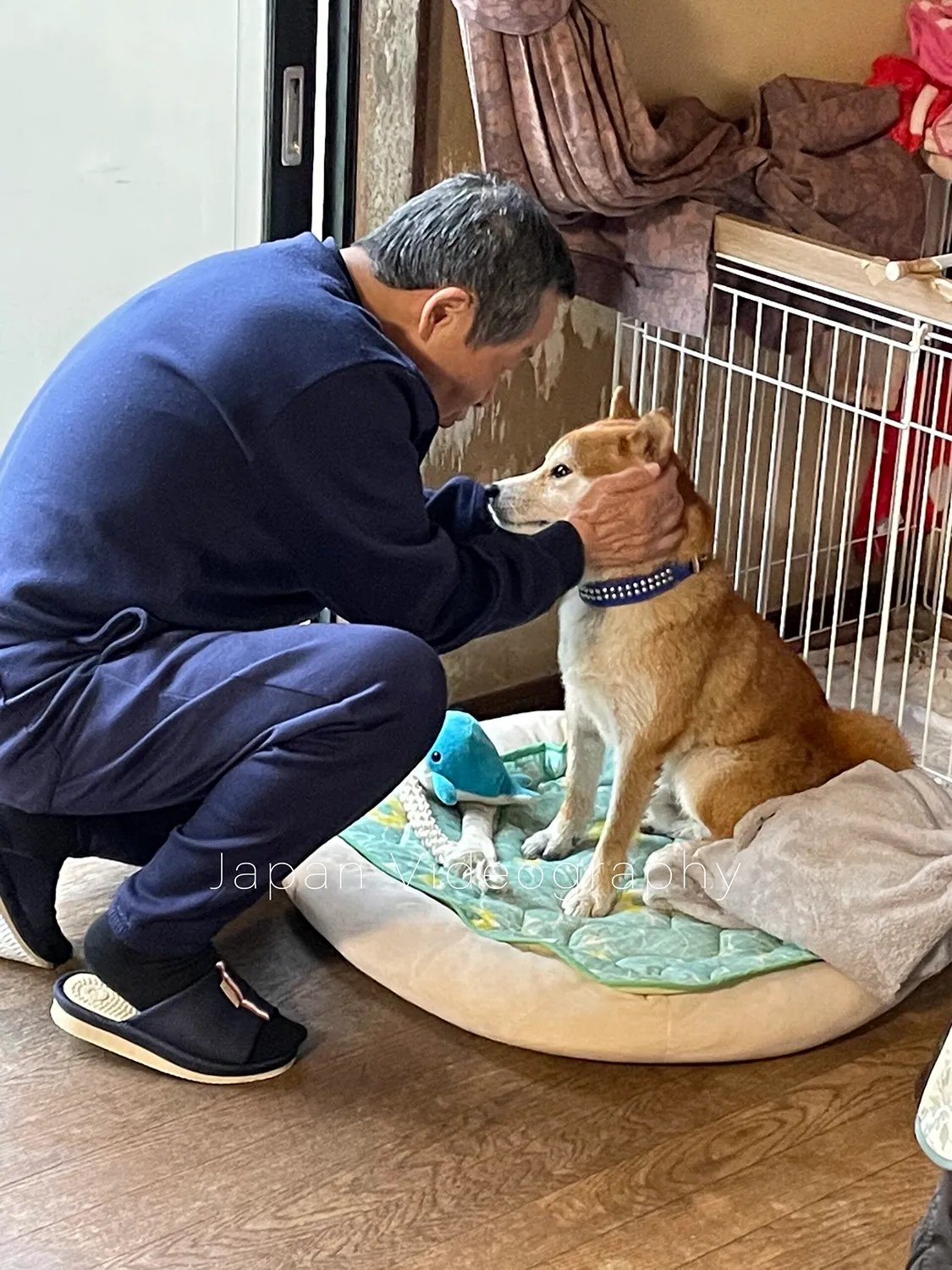 じいちゃんに顔をムニムニされている柴犬のりゅうのすけ