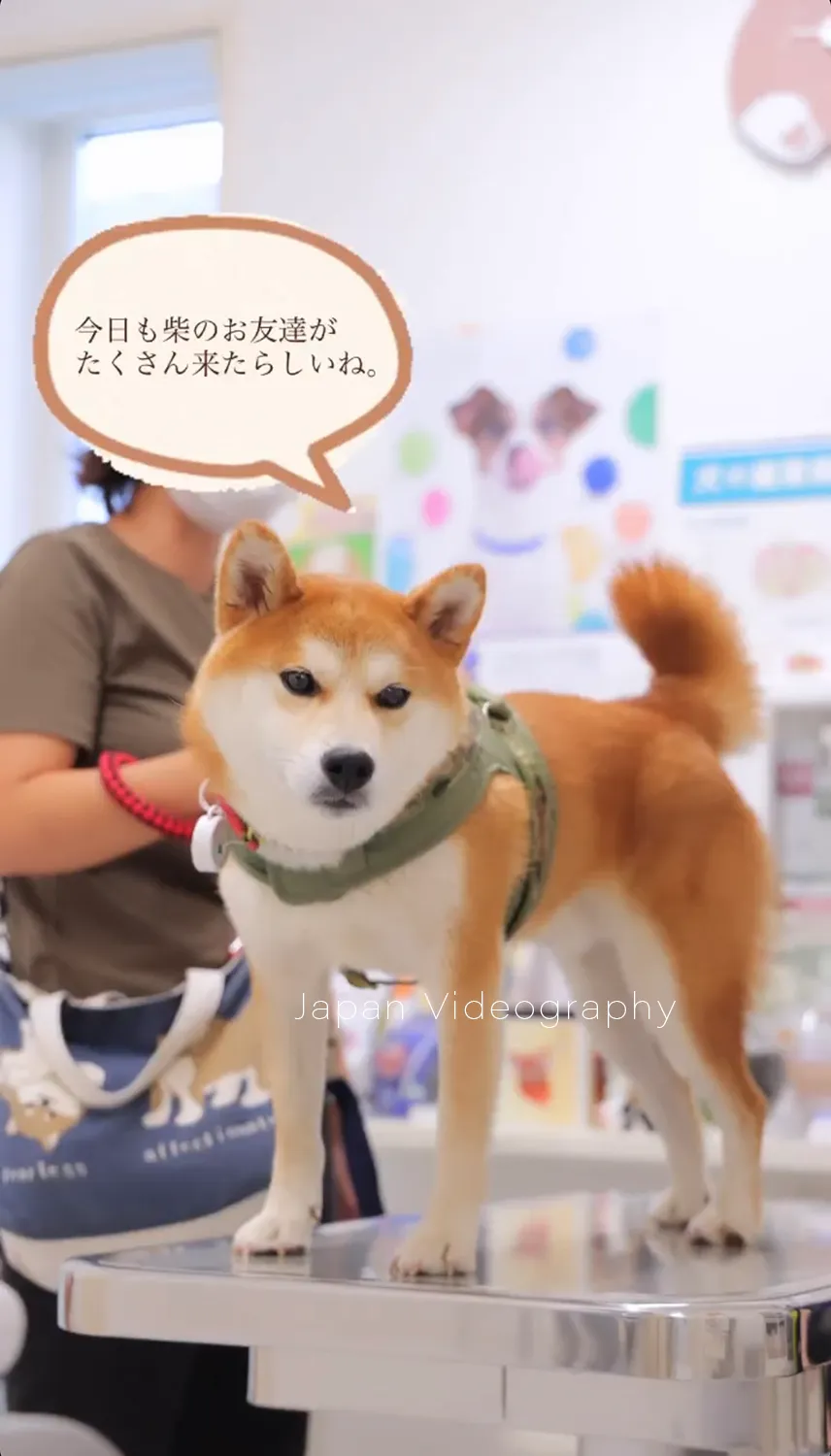 柴犬りゅうのすけの診察風景