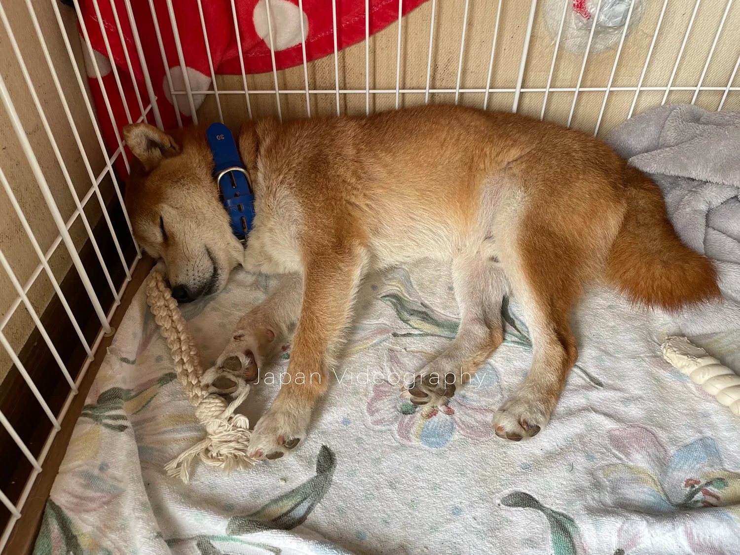 病院から帰って来てすぐ寝た柴犬リュウノスケ