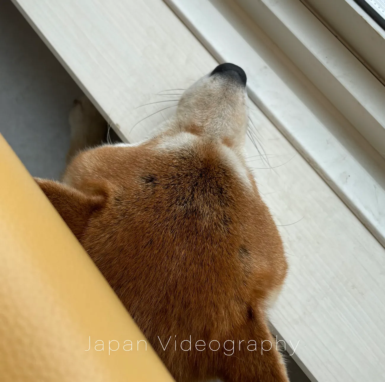 動物病院に連れてこられた柴犬のりゅうのすけ