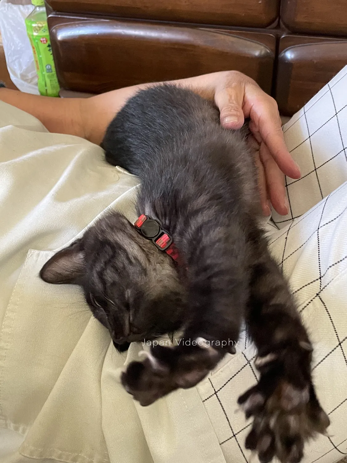 ばあちゃんのひざの上に乗っている黒猫のめんめ