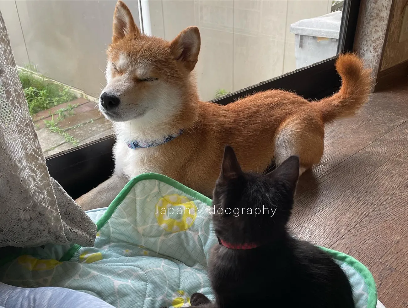 柴犬りゅうのすけと黒猫のめんめ