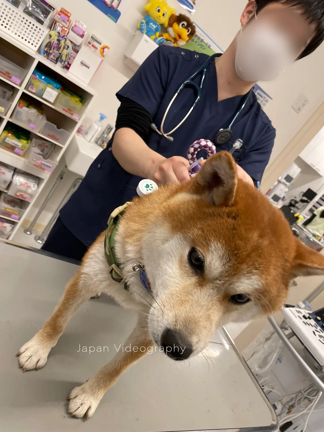 宮城県富谷市くさか動物病人に来た柴犬