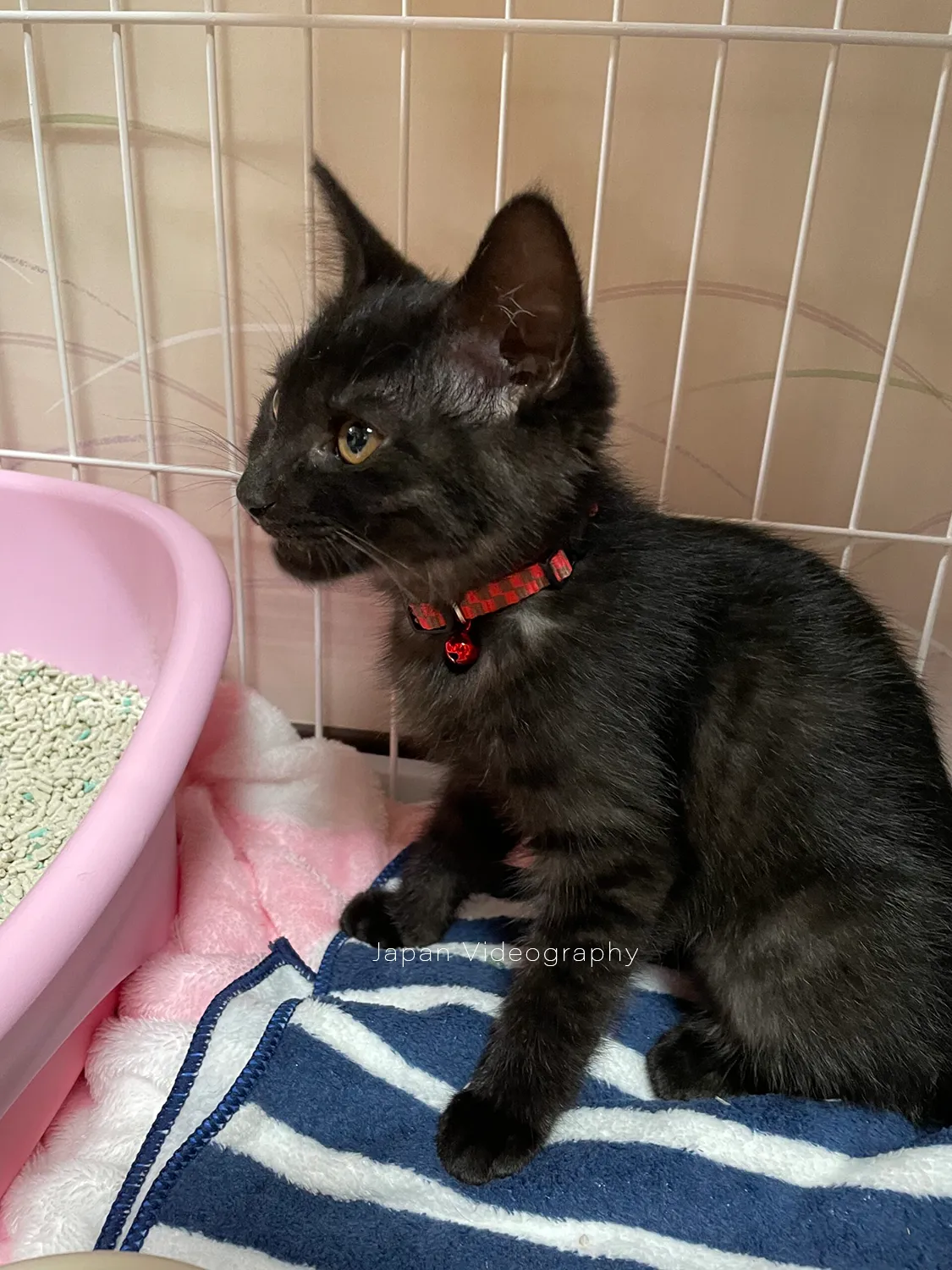 人慣れしている黒猫のめんめ