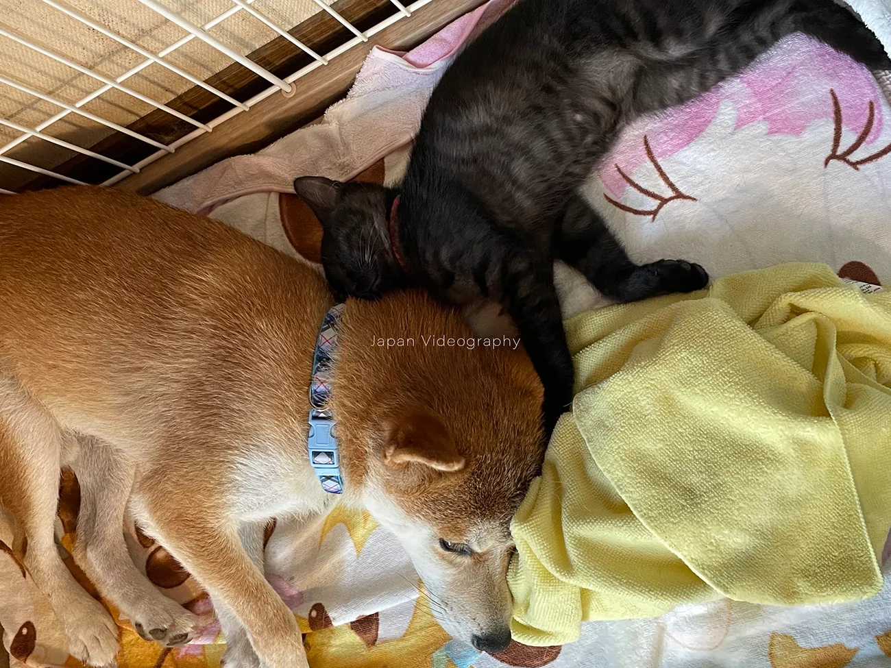 眠っている柴犬りゅうのすけと黒猫めんめ