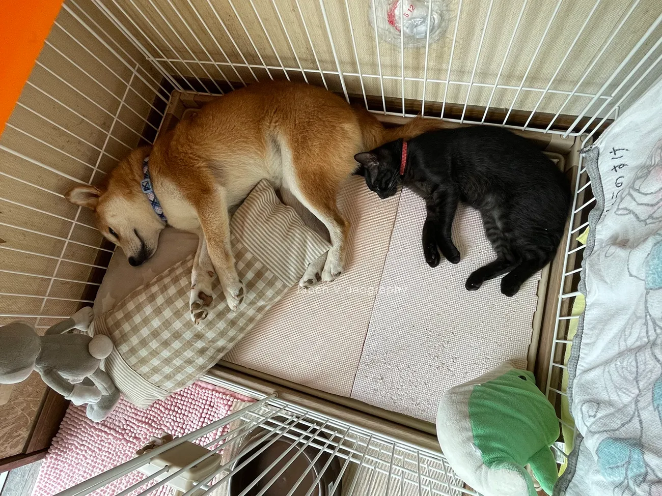 眠っている柴犬りゅうのすけと黒猫めんめ