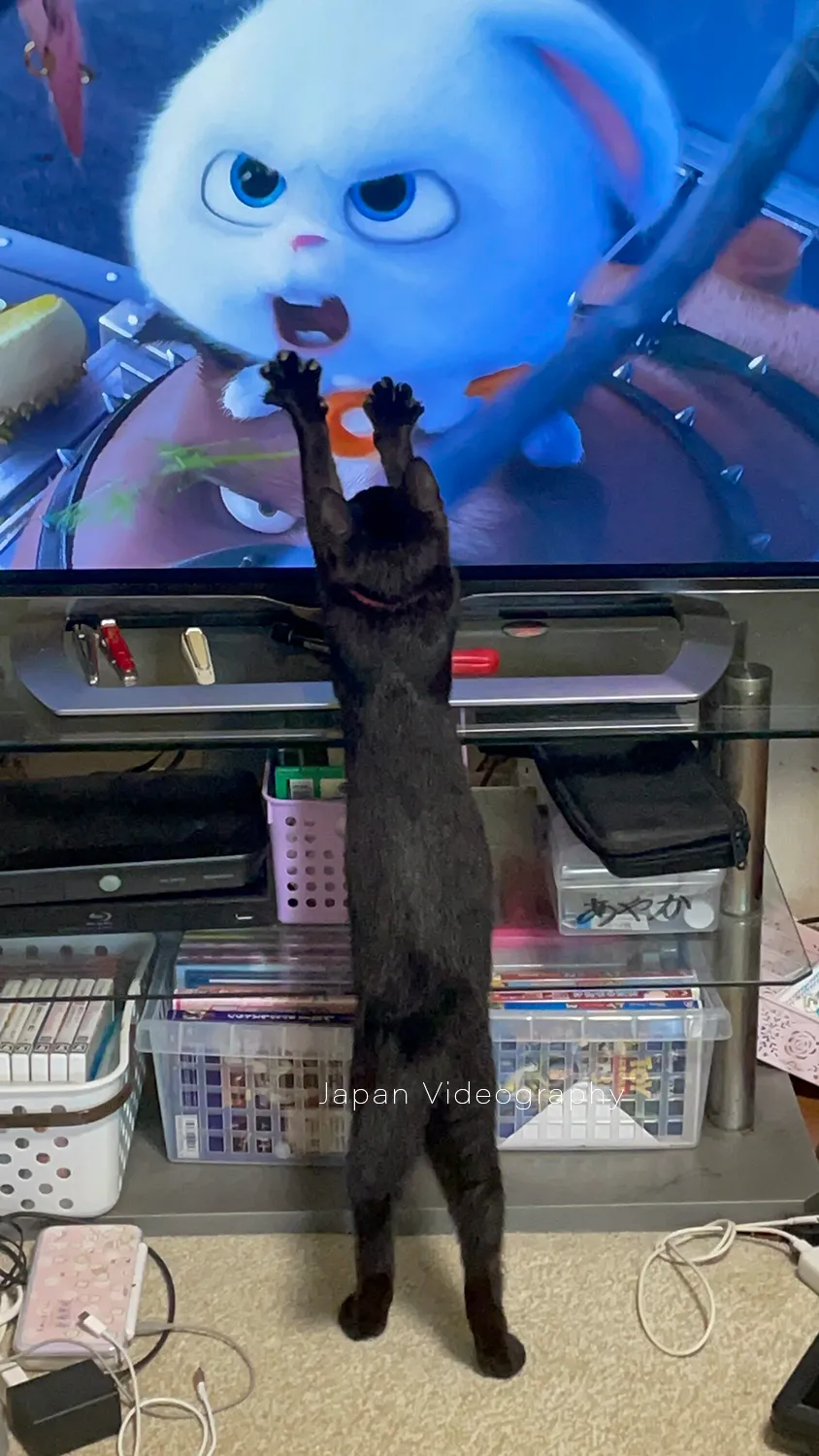 手足が長い黒猫のめんめ