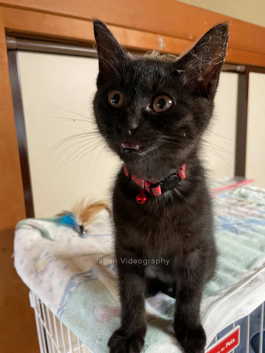 走り回って蜘蛛の巣に引っかかった黒猫のめんめ