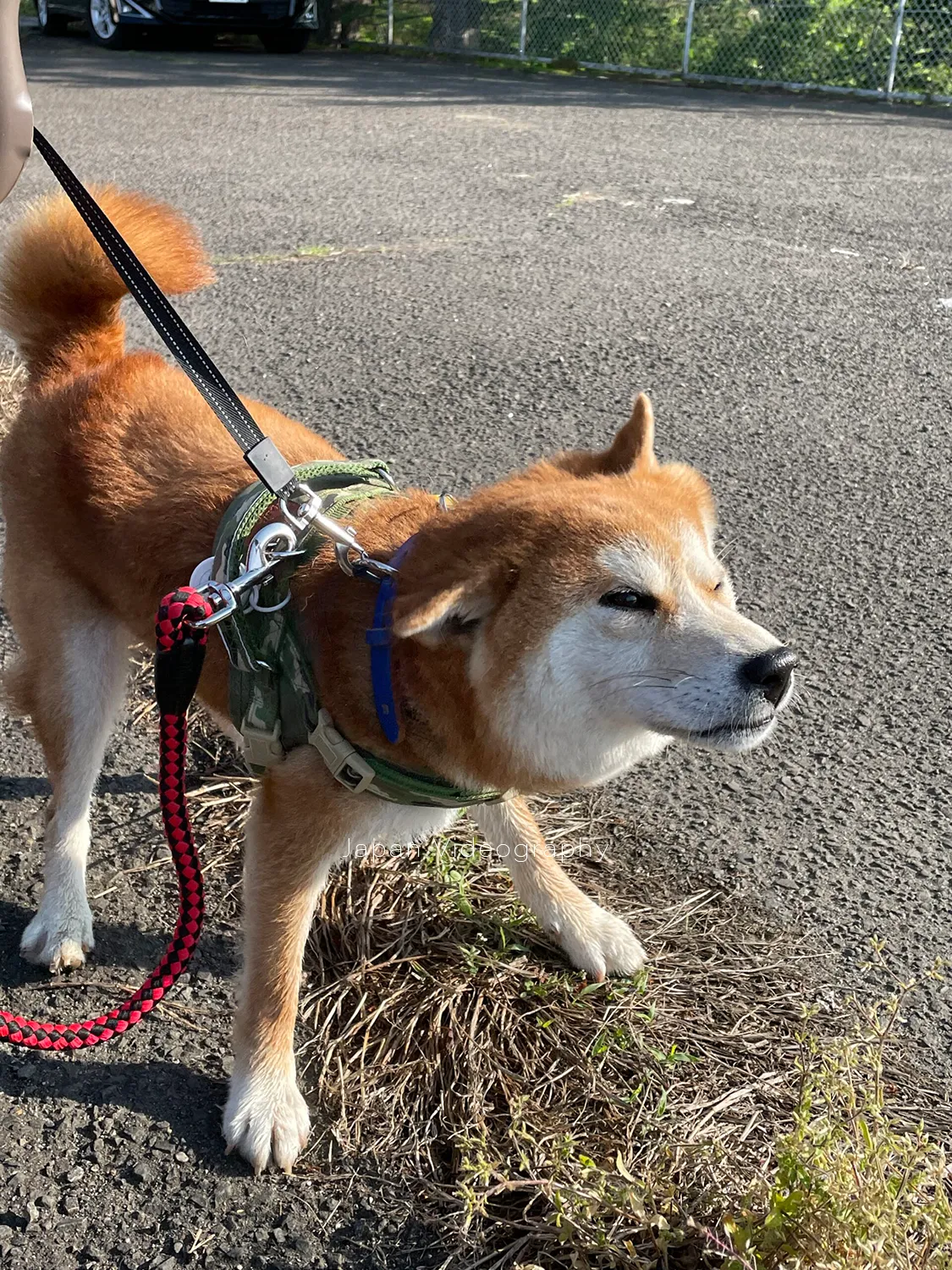 太陽が眩しく感じている様子の柴犬りゅうのすけ