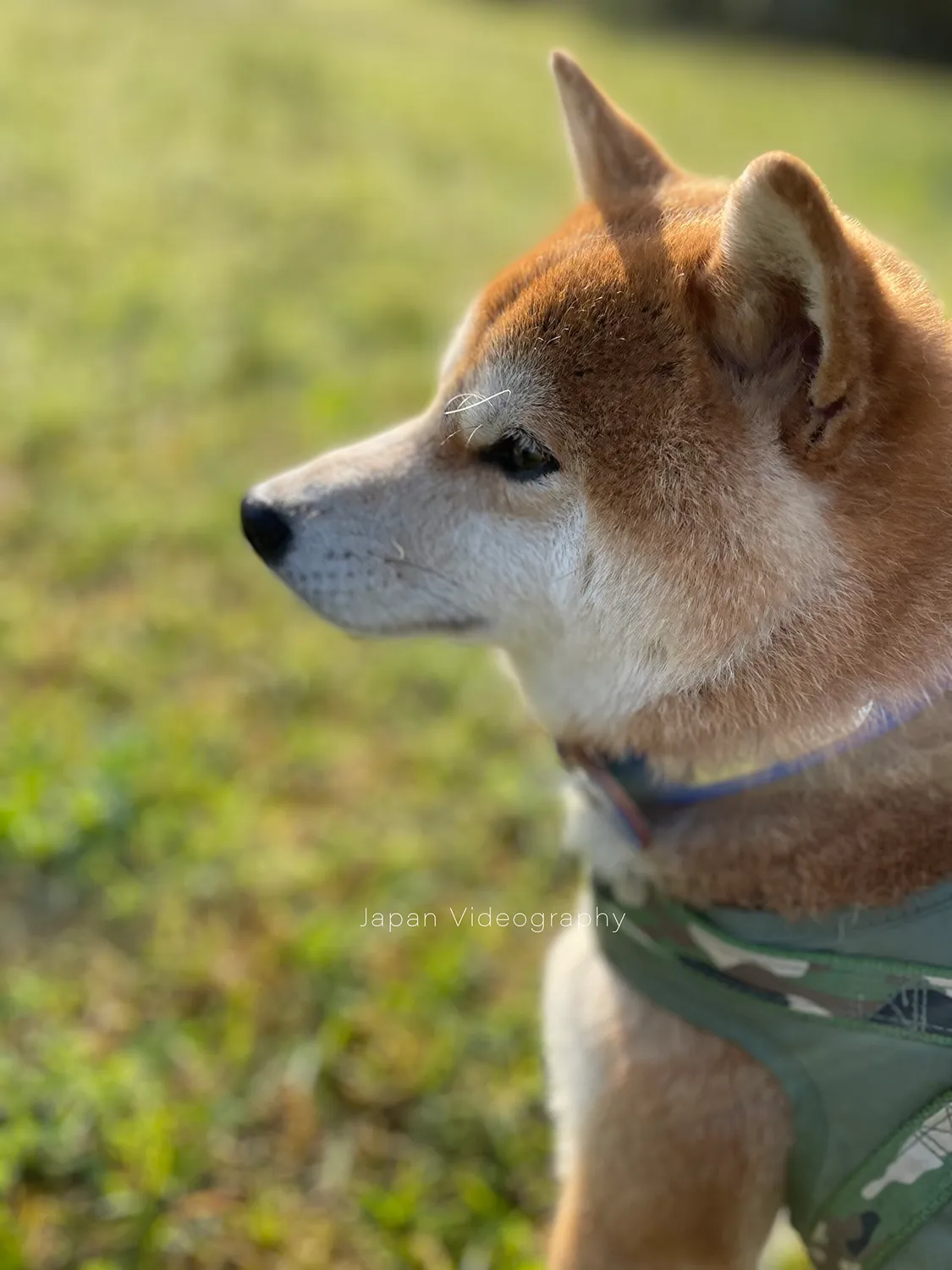 太陽の日差しを浴びる柴犬りゅうのすけ