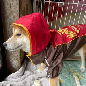 里親トライアル14日目は雨降り 柴犬のリュウ レインコートを着て散歩に行く
