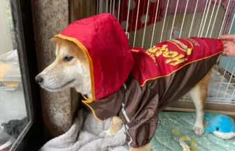フード付きレインコートを着た柴犬りゅうのすけ