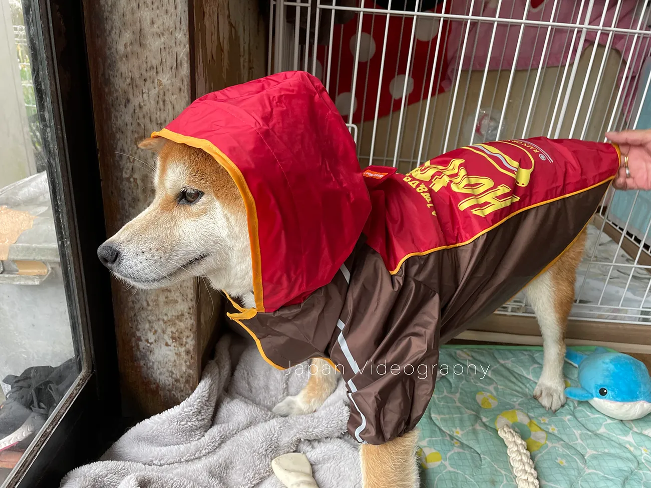 フード付きレインコートを着た柴犬りゅうのすけ