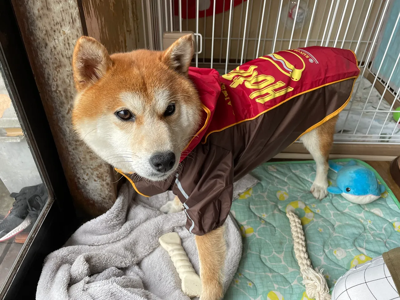 レインジャケットを着るりゅうのすけ