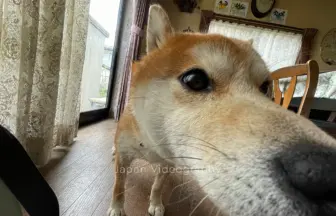 ドアップで撮られるしばいぬのりゅうのすけ