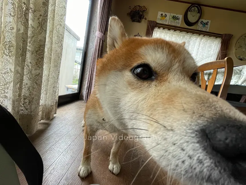 ドアップで撮られるしばいぬのりゅうのすけ